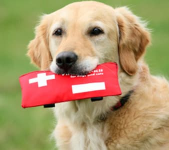Pet First Aid Certified.