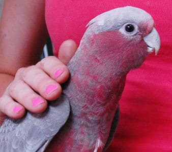 Bird Sitting “Storybird”        (2hr cage cleaning pet visit)