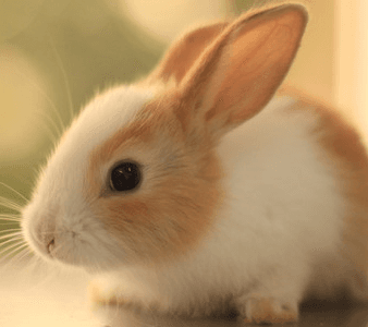 Rabbit Visits “Flopsy”