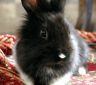 Rabbit Visits “Mopsy”