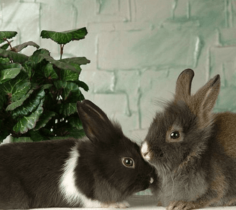Rabbit Visits “Twice-as-nice”  (AM & PM visits)